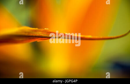 Abstract background with bird of paradise in foreground Stock Photo