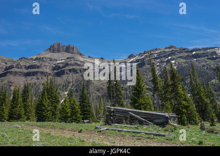 Logs all that remain of cabin in a mountain meadow beside a row of pine trees. Stock Photo