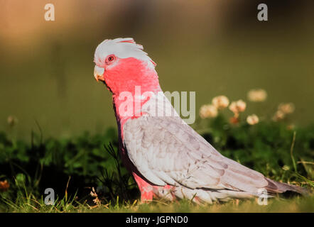 Galah, (Eolophus roseicapilla), on ground,Byron Bay, New South Wales, Australia Stock Photo