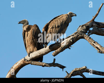 White-backed Vultures, Gyps africanus, perched in a dead tree, Sabi Sands game reserve, South Africa Stock Photo