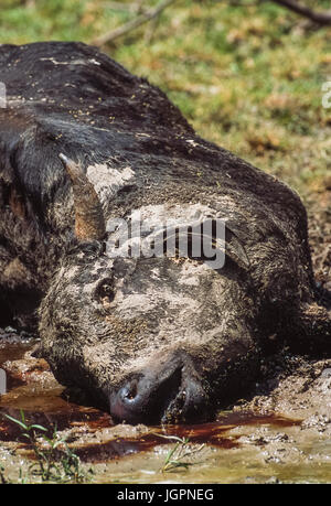 Dead cow, an Indian Zebu, (Bos indicus or Bos taurus indicus), victim of drought in Keoladeo Ghana National Park, Bharatpur, Rajasthan, India Stock Photo