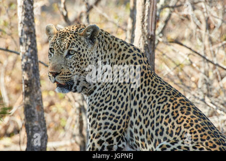 Leopard, Panthera pardus, Sabi Sands nature reserve, South Africa, portrait of large male Stock Photo