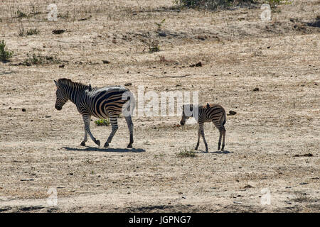 Zebra, Equus quagga, adult and foal walking across the dry plain at Arathusa Lodge, Sabi Sands game reserve, South Africa Stock Photo