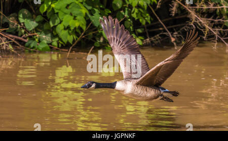 greater canada goose flying wings up Stock Photo