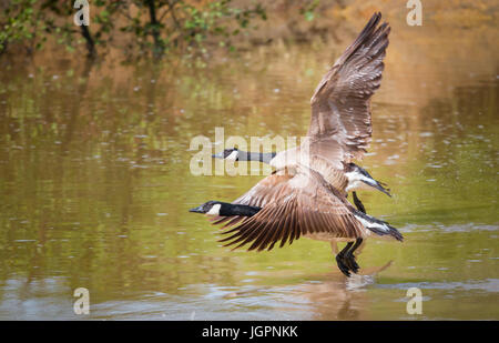 two greater canada geese flying Stock Photo