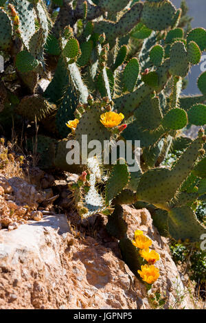 Yellow prickly pear cactus flowers Opuntia littoralis. Ibiza Stock Photo