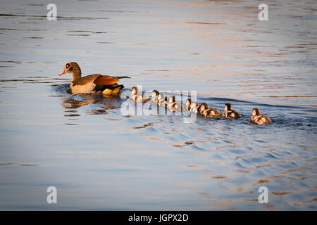 London, UK. 9th July 2017. An Egyptian goose with nine young goslings goes for an evening swim in Shadwell Basin in east London during warm sunny evening weather. Credit: Vickie Flores/Alamy Live News Stock Photo