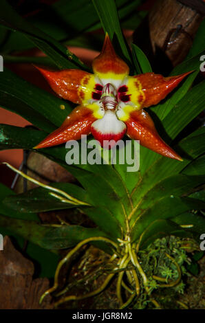 Big mystical red orchid Stock Photo