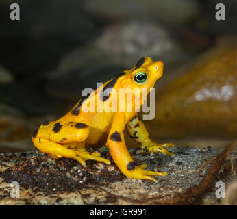 The critically endangered Panamanian Zetek's golden frog (Atelopus zeteki), captive (native to cloud forests of Panama, Central America) Stock Photo