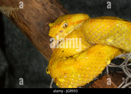 Eyelash viper (Bothriechis schlegelii) hanging in a tree, captive (native to Central and South America) Stock Photo