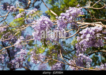 Flower blooming on blue jacaranda tree, jacaranda mimosifolia. Argentina, South America Stock Photo