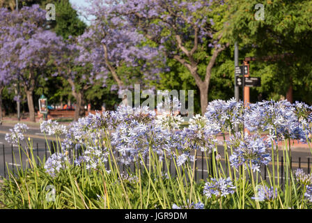 Argentina, Buenos Aires during springtime. Blue agapanthus and jacaranda trees in the streets Stock Photo