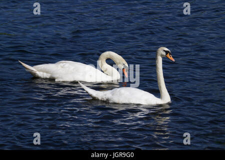 A pair of mute swans (Cygnus olor) swimming together on blue water. The larger male (cob) is behind the smaller female (pen) Stock Photo