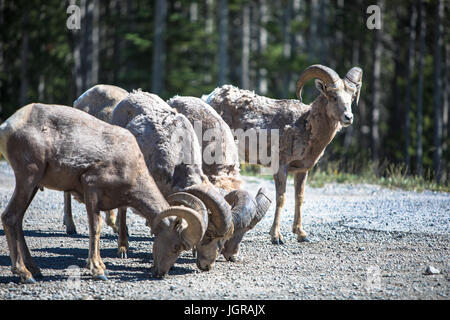 A small herd of Rocky Mountain Bighorn Sheep gather to graze on a warm summer afternoon. Stock Photo