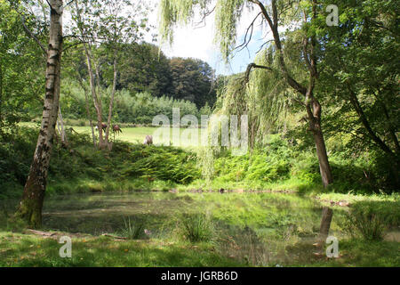 Pond near Bexleyhill Stock Photo