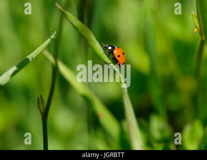 Coccinellidae, Ladybird, Ladybug on a blade of grass, Cornwall, UK Stock Photo