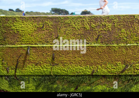 sea defences covered in green seaweed and algae,background, beach, breakwater, bright, close, coast, coastal, coastline, copy, daytime, decrepit, defe Stock Photo