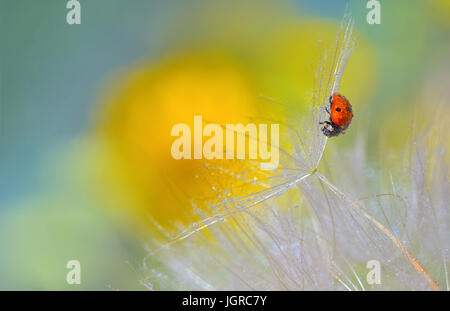ladybug on dandelion and dew drops Stock Photo