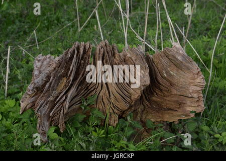 Weathered root Stock Photo