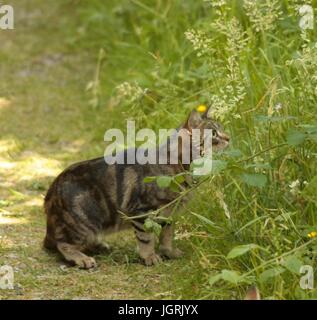 Isolated female tabby cat outside looking up and curious by some green grass Stock Photo