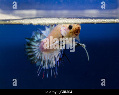 Crowntail siamese fighting fish in a blue background Stock Photo