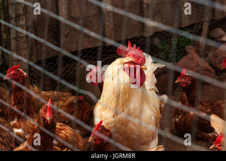 free rangeRooster and chickens in a chicken pen. Stock Photo