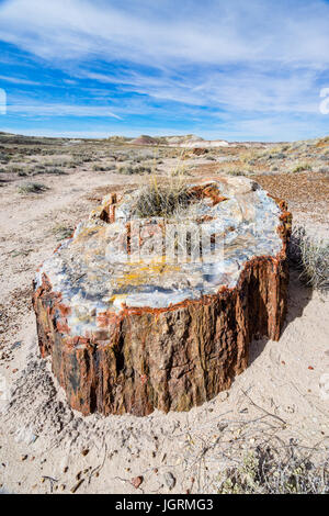 colorful cross section of Petrified wood tree log segment exposed in the soils of Petrified Forest National Park, Arizona, USA. Stock Photo