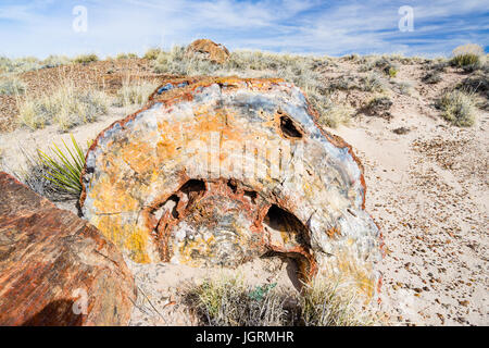 End view of colorful Petrified wood tree log segment exposed in the soils of Petrified Forest National Park, Arizona, USA. Stock Photo