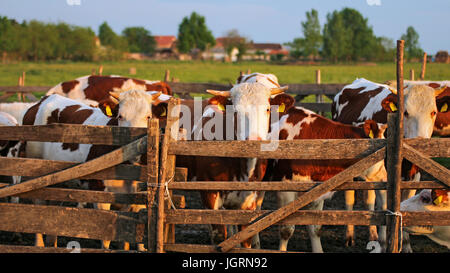 Milking Cows Outdoors. Herd of cows on the pasture. Cows grazing outdoors. Healthy domestic animals on summer pasture. Stock Photo