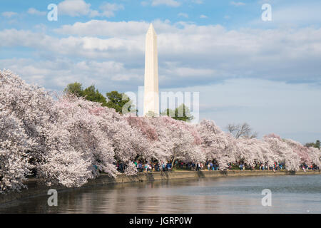 WASHINGTON, DC - MARCH 2016: The Washington Monument along the tidal basin during the Washington DC Cherry Blossom Festival Stock Photo