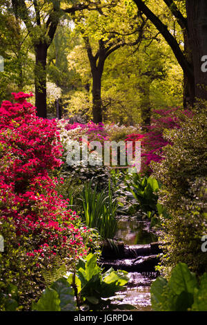 The Isabella Plantation in Richmond Park, Surrey in full bloom Stock Photo