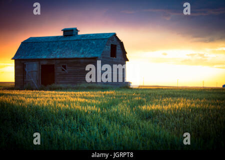 An old barn stands alone in the middle of the Alberta prairies from a time long past,  washed in a brilliant blanket of color as the summer sun sets. Stock Photo