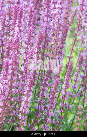 Salvia pratensis Lapis Lazuli - lilac pink meadow sage clary Stock Photo