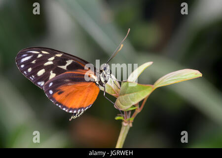 Tiger longwing butterfly, “Heliconius hecale zuleika”, from La Paz-Costa Rica Stock Photo
