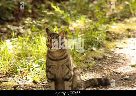 Isolated female tabby cat sitting waiting outside in sunlight and by green grass Stock Photo