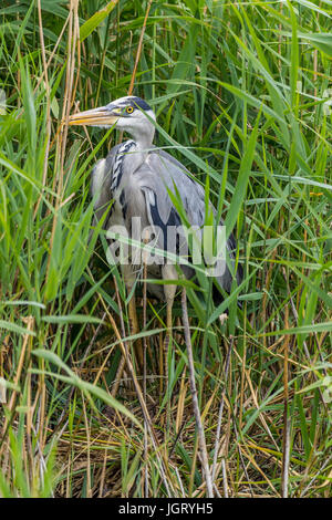 Heron grey Ardea cinirea hiding in reed bed at London wetland centre. Long legged with dagger like yellow bill black and blue grey and white plumage. Stock Photo