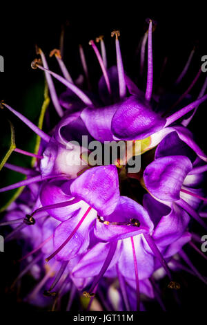 Shrub with Vibrant Purple Flower Cluster Stock Photo