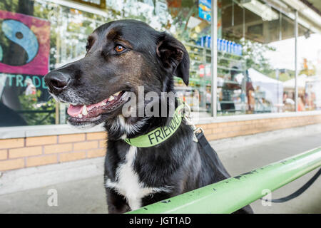 Self proclaimed Friendly dog. Stock Photo