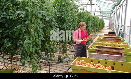 Portrait of a farm worker in commercial greenhouse. Stock Photo