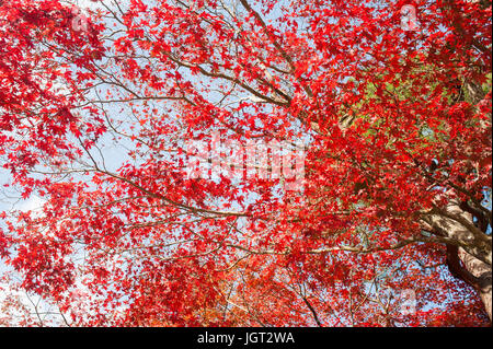 Red maples trees in Kyoto Japan Stock Photo