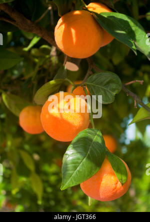 orange on tree at plantation in cyprus Stock Photo