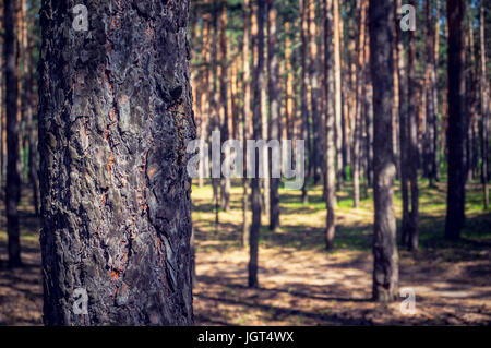 The thick pine forest from the trees. The trunk of the tall pines in the foreground on a blurred background of pine forest. Stock Photo