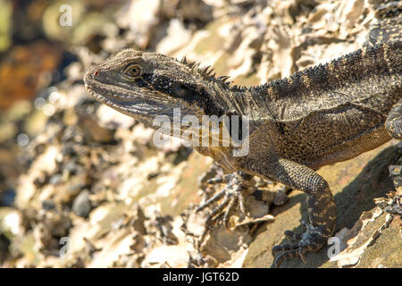 Eastern Water Dragon, Intellagama lesueurii at Yamba, NSW, Australia Stock Photo