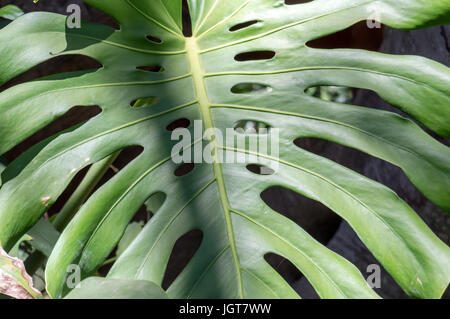 Big green leaf of the plant Monstera Stock Photo