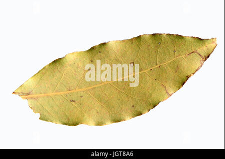 Bay Laurel, leaf / (Laurus nobilis) / Sweet Bay, Laurel Sweet, Bay Leaf, Grecian Laurel Stock Photo