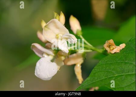 Runner Bean 'Melange' / (Phaseolus coccineus, Phaseolus multiflorus) Stock Photo