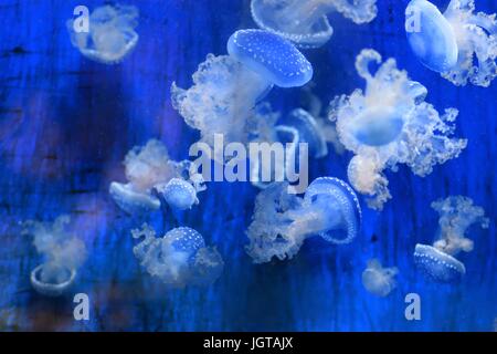 Jelly fishes Stock Photo