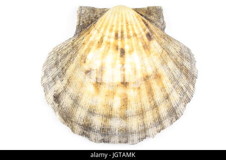 composition of a scallop shell isolated on a white background Stock Photo