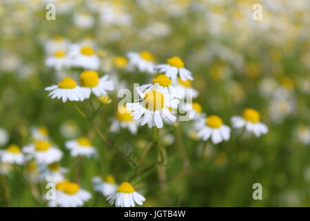field with chamomile plants (Matricaria chamomilla) in flower Stock Photo