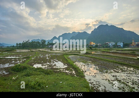 Rice fiels near sunset with mountains in the background in Phong Nha Ke Bang national park, Vietnam. With copyspace. Stock Photo